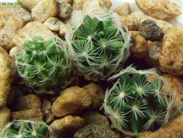 Mammillaria_ nana _ssp.duweii _020